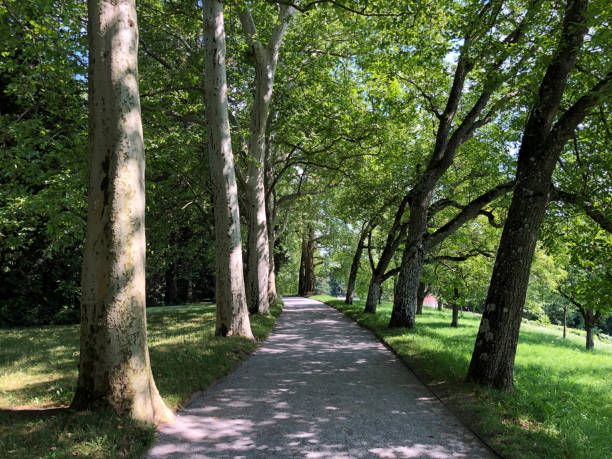 istock Landscape of The Spring Avenue or, (Island Mainau on the Lake Constance) 1174772833