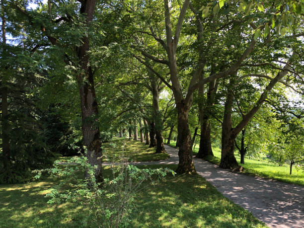 istock Landscape of The Spring Avenue or, (Island Mainau on the Lake Constance) 1174772856