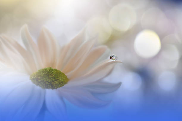 Nature,Flower,Daisy,Drop,Water