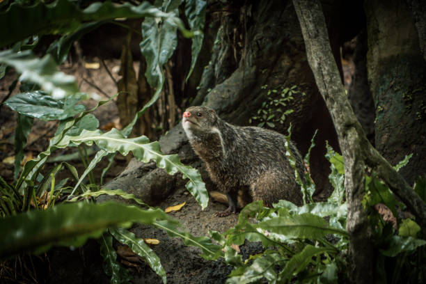 Indian Mongoose - Herpestes auropunctatus - Island Korcula, Croatia.