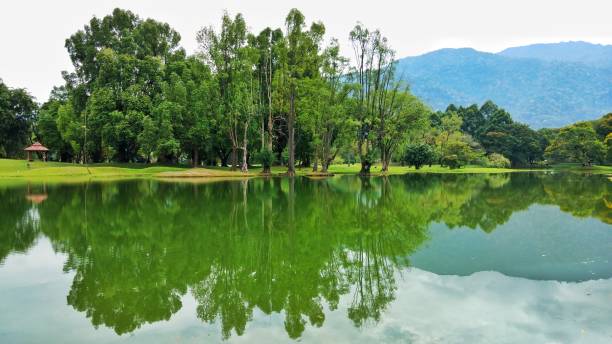 istock Taiping Lake Garden in Perak, Malaysia 1174779080