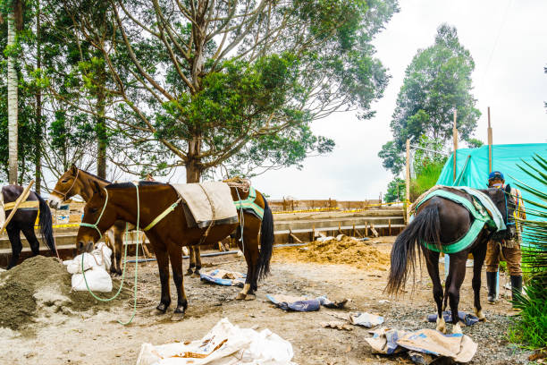 istock View on Mule with heavy load in Salento, Colombia 1174779487