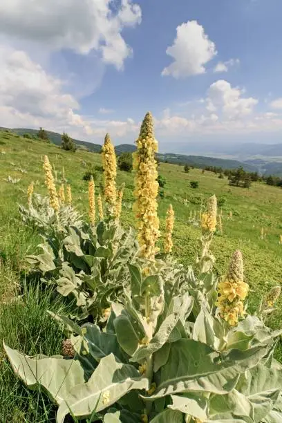 Photo of Summer landscape of Vitosha Mountains