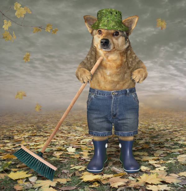 istock Dog with a garden broom 1174780625