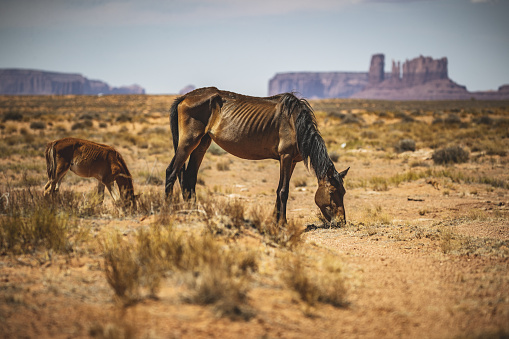 Skinny horses at Monument Valley desert