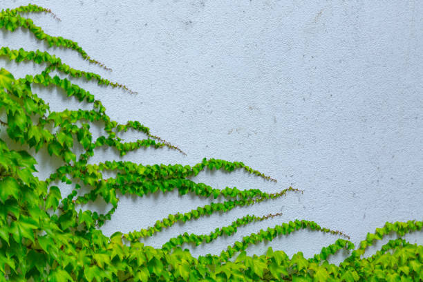 a variedade da videira parthenocissus cucumeroides veitchii, ou o creeper de victoria, ou a hera de boston, folhas waxy verdes brilhantes no sprout longo crescem subidas se apega copos minúsculos da sucção na parede exterior do edifício - ivy vine creeper plant leaf - fotografias e filmes do acervo