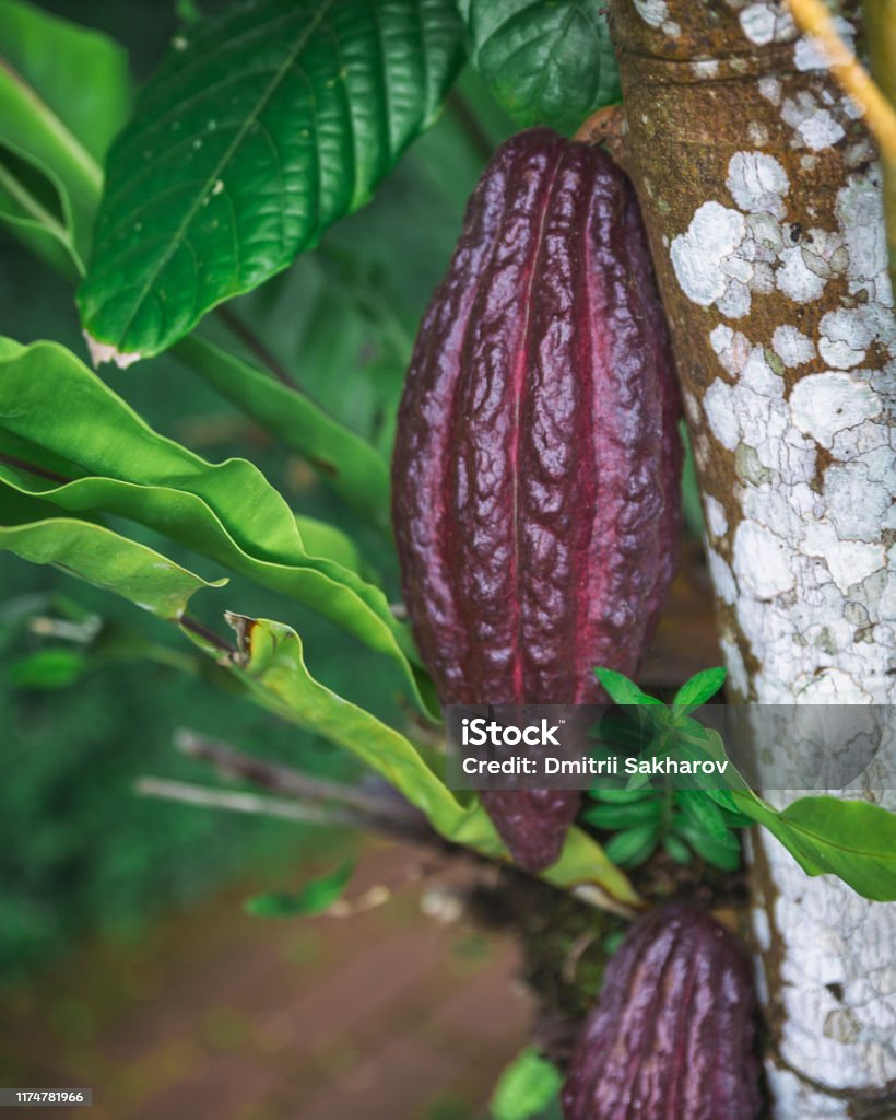 Growing cacao pod in the forest of Bali island Agricultural Field Stock Photo
