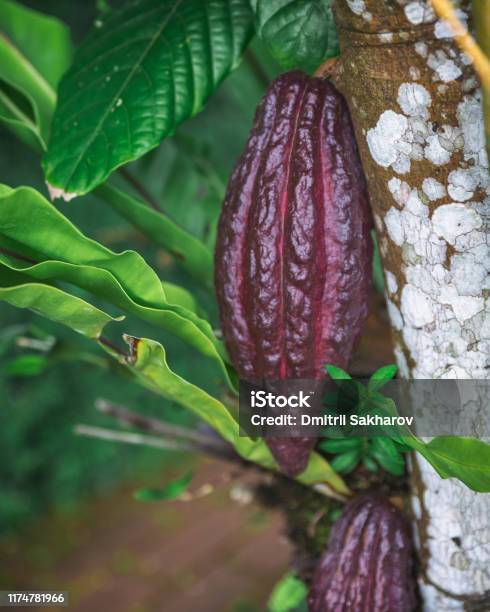 Growing Cacao Pod In The Forest Of Bali Island Stock Photo - Download Image Now - Agricultural Field, Agriculture, Botany