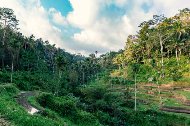 istock Rice terrace and tropical forest view in Ubud, Bali island 1174782039