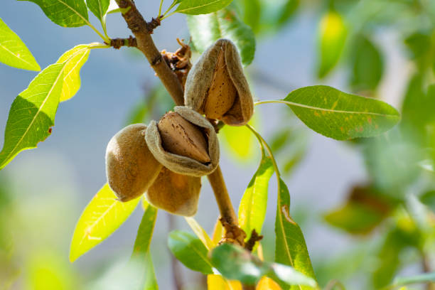 Ripe almonds nuts on almond tree ready to harvest close up