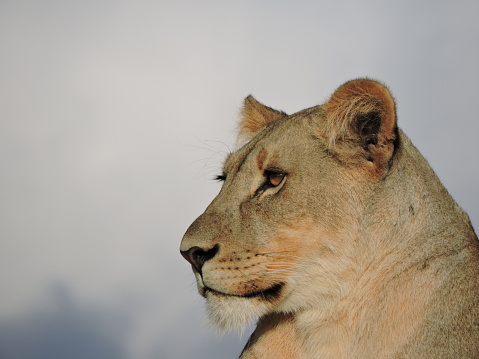 Side Profile of a lioness in great light.