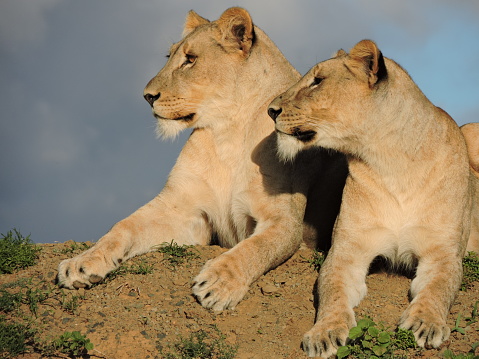 Two lionesses looking out at thier prey.