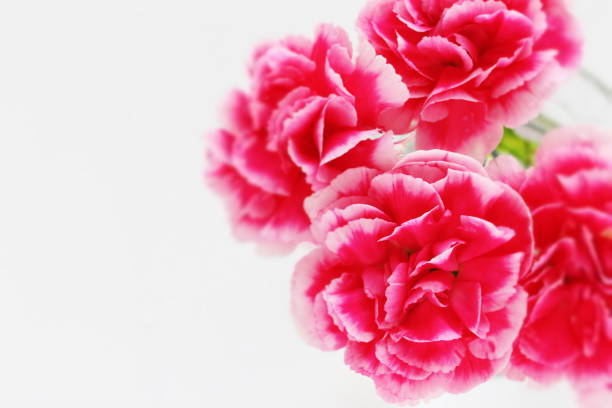 on white background with copy space