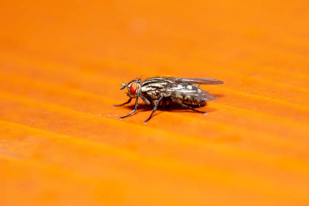 istock close up view of a fly - insect 1174786375
