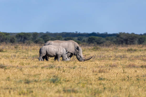 bébé de rhinocéros blancs botswana, afrique - raid 5 photos et images de collection