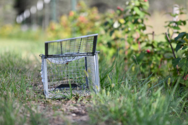 Empty Animal Trap Empty Animal Trap trap stock pictures, royalty-free photos & images