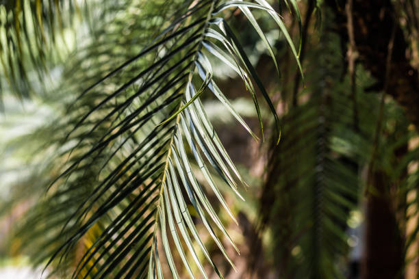 istock Light And Shadow Line Of Palm Leaf, Green Background 1174788112