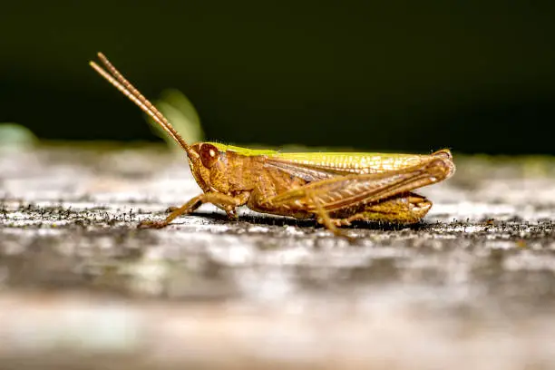 close up view of a locust sitting on a piece of wood