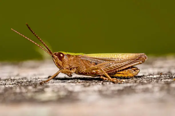 close up view of a locust sitting on a piece of wood