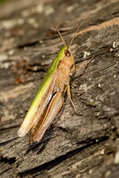 close up view of a locust sitting on a piece of wood