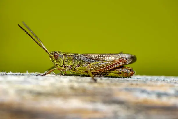 close up view of a locust sitting on a piece of wood
