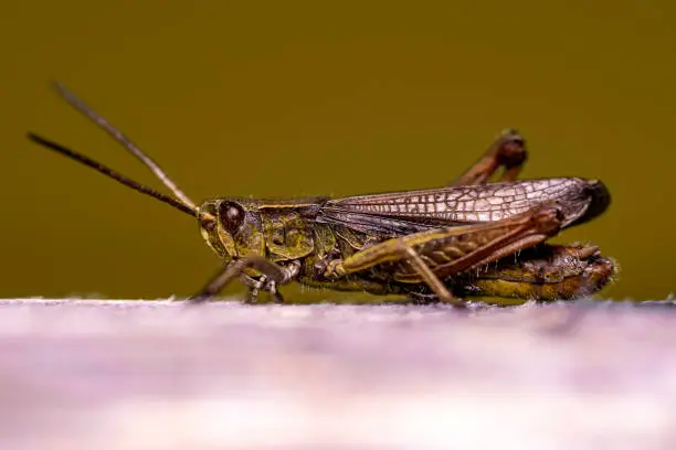 close up view of a locust sitting on a piece of wood