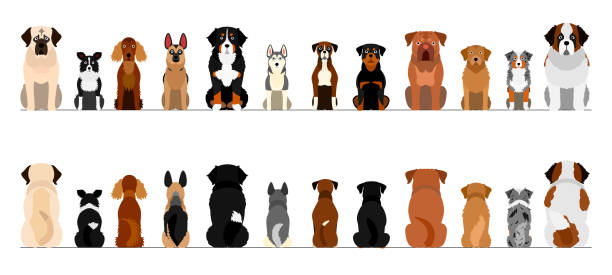 ilustraciones, imágenes clip art, dibujos animados e iconos de stock de perros grandes borde de borde conjunto, longitud completa, frente y parte posterior - dog sitting