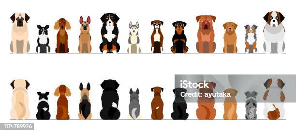 Large Dogs Border Border Set Full Length Front And Back Stock Illustration - Download Image Now