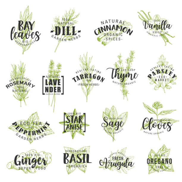 illustrazioni stock, clip art, cartoni animati e icone di tendenza di scritte di erbe, spezie, condimenti e condimenti - rosemary spice ingredient plant