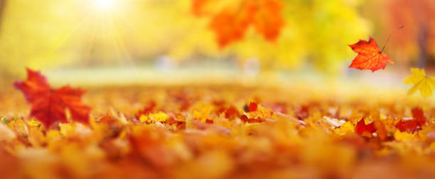 trees with multicolored leaves on the grass in the park - autumn leaf falling panoramic imagens e fotografias de stock