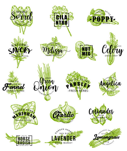 ilustrações, clipart, desenhos animados e ícones de especiarias e ícones das ervas com rotulação - parsley cilantro leaf leaf vegetable