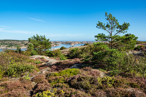 Landscape with trees near Fjaellbacka in Sweden.