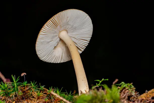 close up view of the underneath of a single mushroom