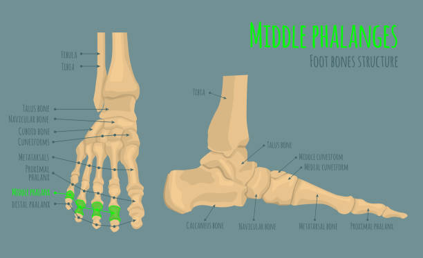 Foot bones anatomy Foot bones anatomy. Structure and names. Middle phalanges location. Medical scheme. Vector illustration in realistic style isolated on green background. Educational poster. Medicine science concept femur bone anatomy drawing stock illustrations