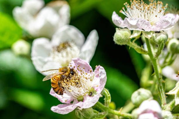 istock Honeybee collecting nectar pollen from bramble blackberry flower 1174791707
