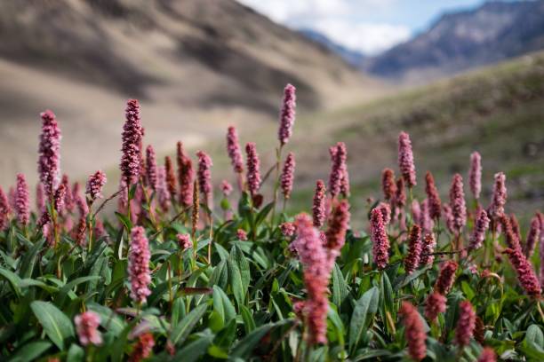 istock Himalaya Flowers 1174791708