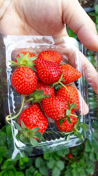 istock Fresh strawberry from farmer's land 1174791735