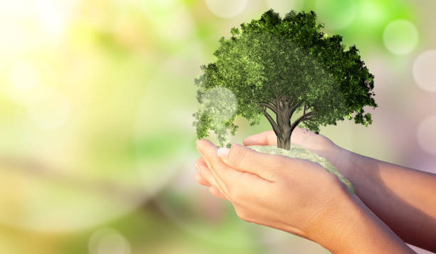 istock A woman's hands holding a miniature tree. Environmental biodiversity in ecosystem concept. 1174791814