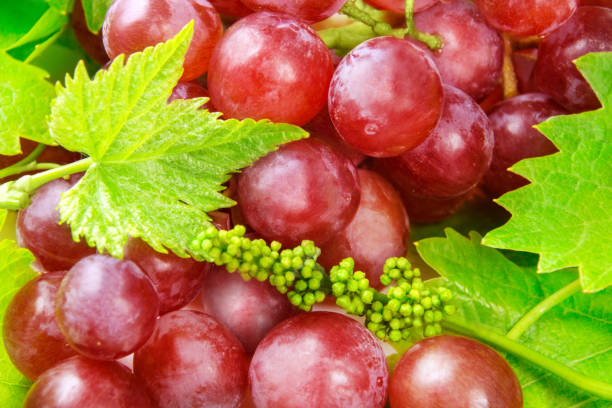 istock Wine grapes and leaves 1174792747