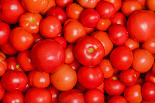 Stock photo shows a vibrant isolated tomato on its stalk with calyx, set against a bold red background. Perfectly ripe tomatoes ideal for salads, cooking, or healthy eating concepts. Highlighting the natural texture and freshness of fruit and vegetables