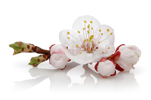 Almond flower with buds isolated on white background