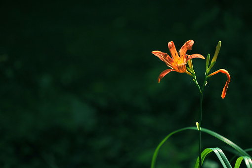 Orange daylily flower and buds. Also known as ditch lily and tiger daylily, it can escape into the wild and be invasive. Often seen on roadsides.