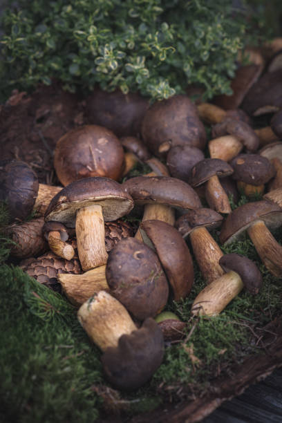 istock many fresh mushrooms, chestnuts 1174793815