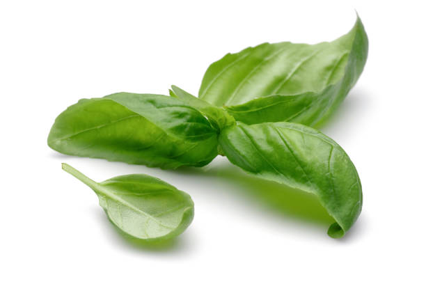 istock Green basil leaves isolated on white 1174794198