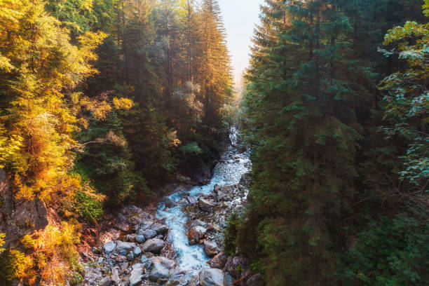 istock A river passing through a coniferous forest in the Mountains 1174794227