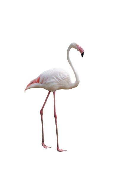 istock Closeup greater flamingo isoalted on white background 1174794313