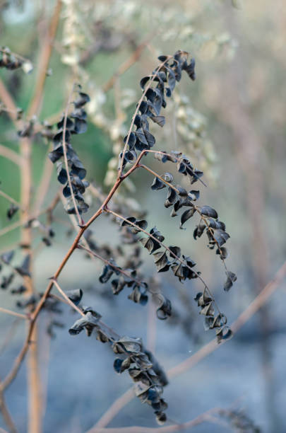 istock Burnt acacia branch with black swirling leaves. 1174795883