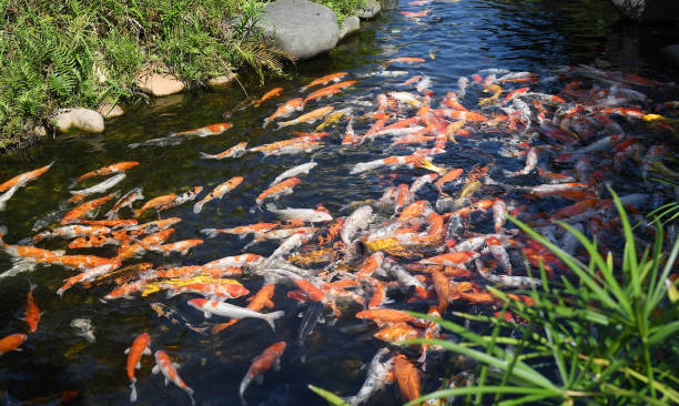 istock Koi Carp,Pet Believe it is luck 1174795934