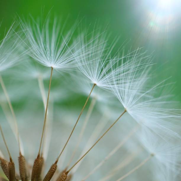 istock beautiful dandelion seed in the nature 1174795969