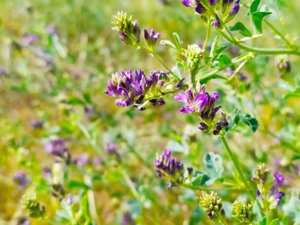 istock Wild purple flower 1174797668